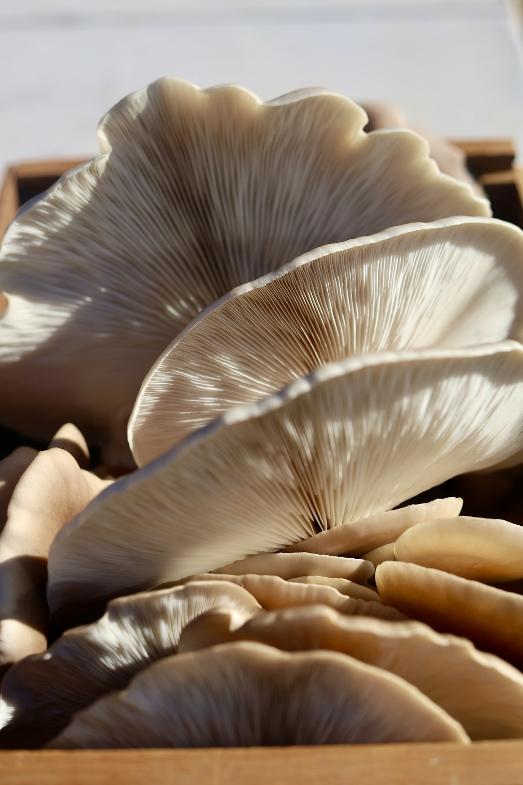 Oyster Mushrooms - The Delicate Performers (image credits: unsplash)