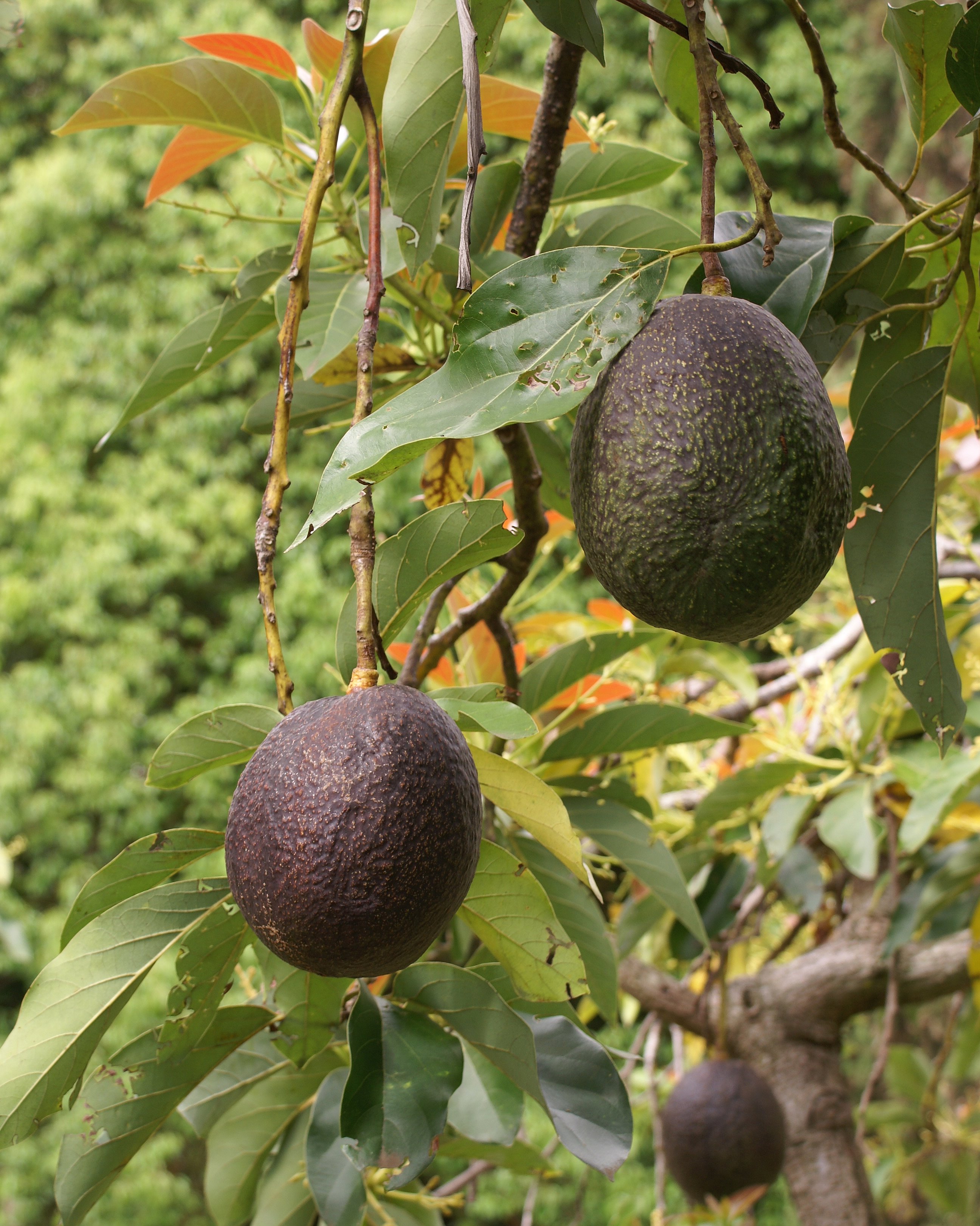 Avocados (image credits: wikimedia)