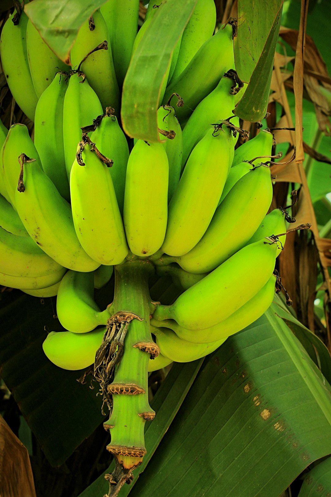 Bananas (Especially Ripe Ones) (image credits: unsplash)