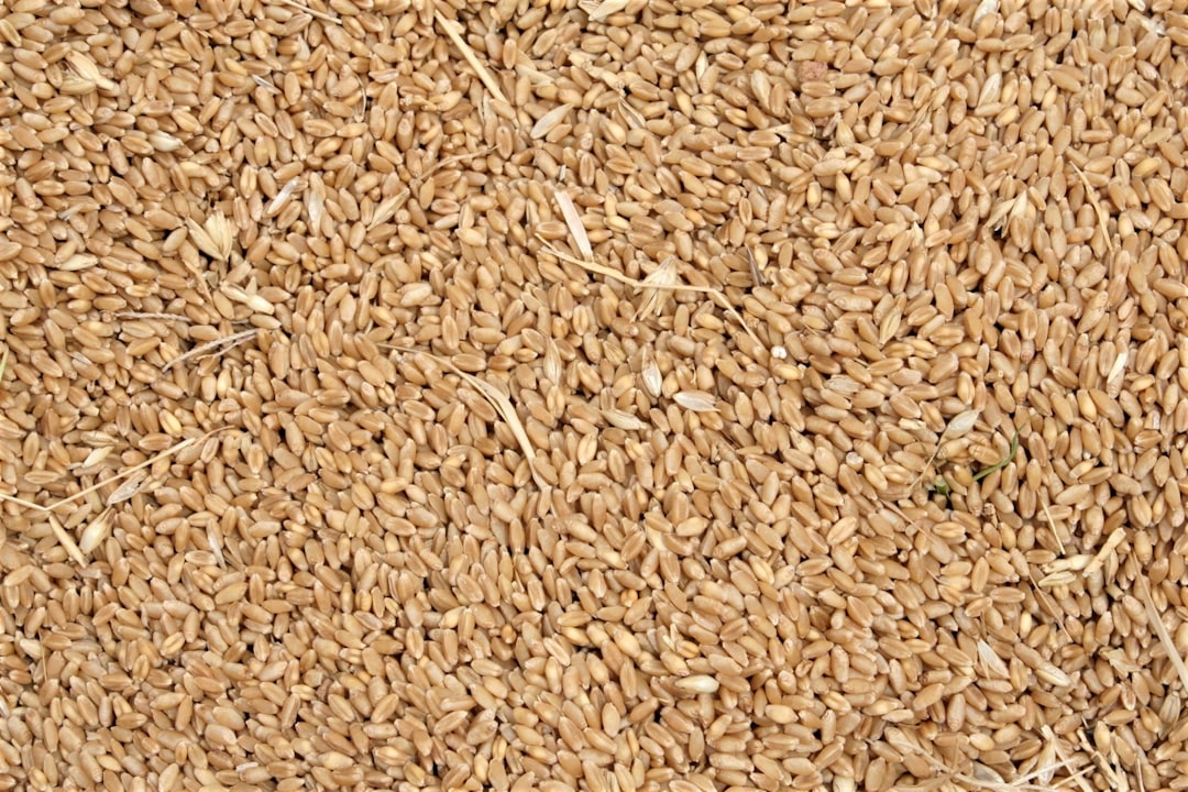 Hulled Barley: Not Your Regular Pearl Barley (image credits: unsplash)