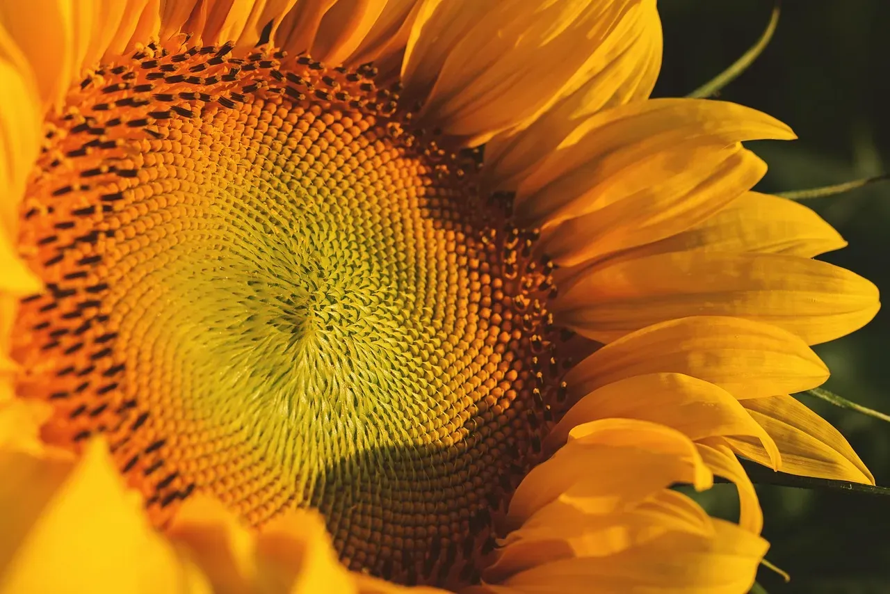 #3 - Sunflower Seed Butter: The Allergy-Friendly Contender (Image Credits: Pixabay)