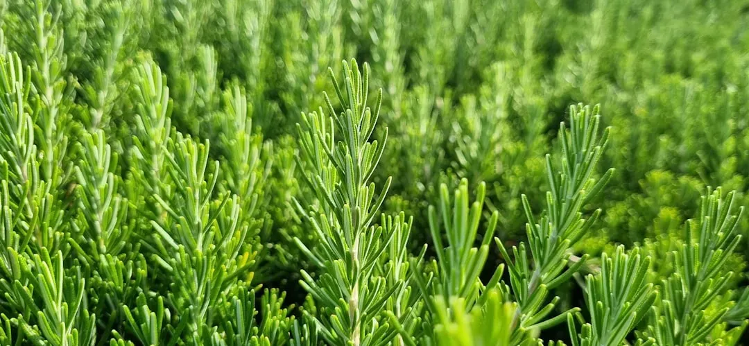 7. Rosemary - The Mediterranean Secret for Aching Joints (Image Credits: Unsplash)