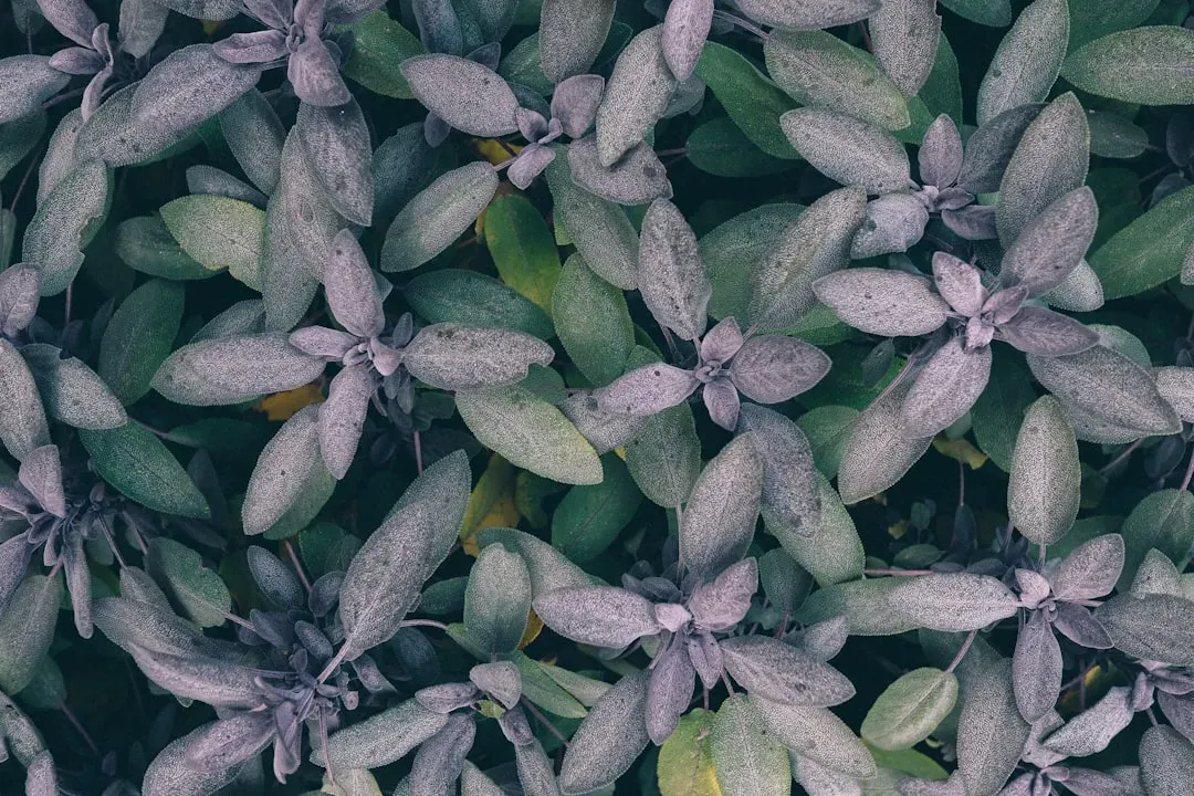 Sage: The Aromatic Wonder (Image Credits: Unsplash)