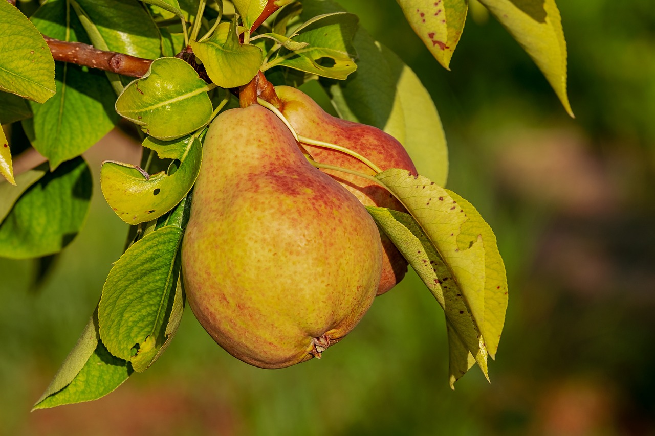 Pears: Sweetness in Disguise (image credits: pixabay)