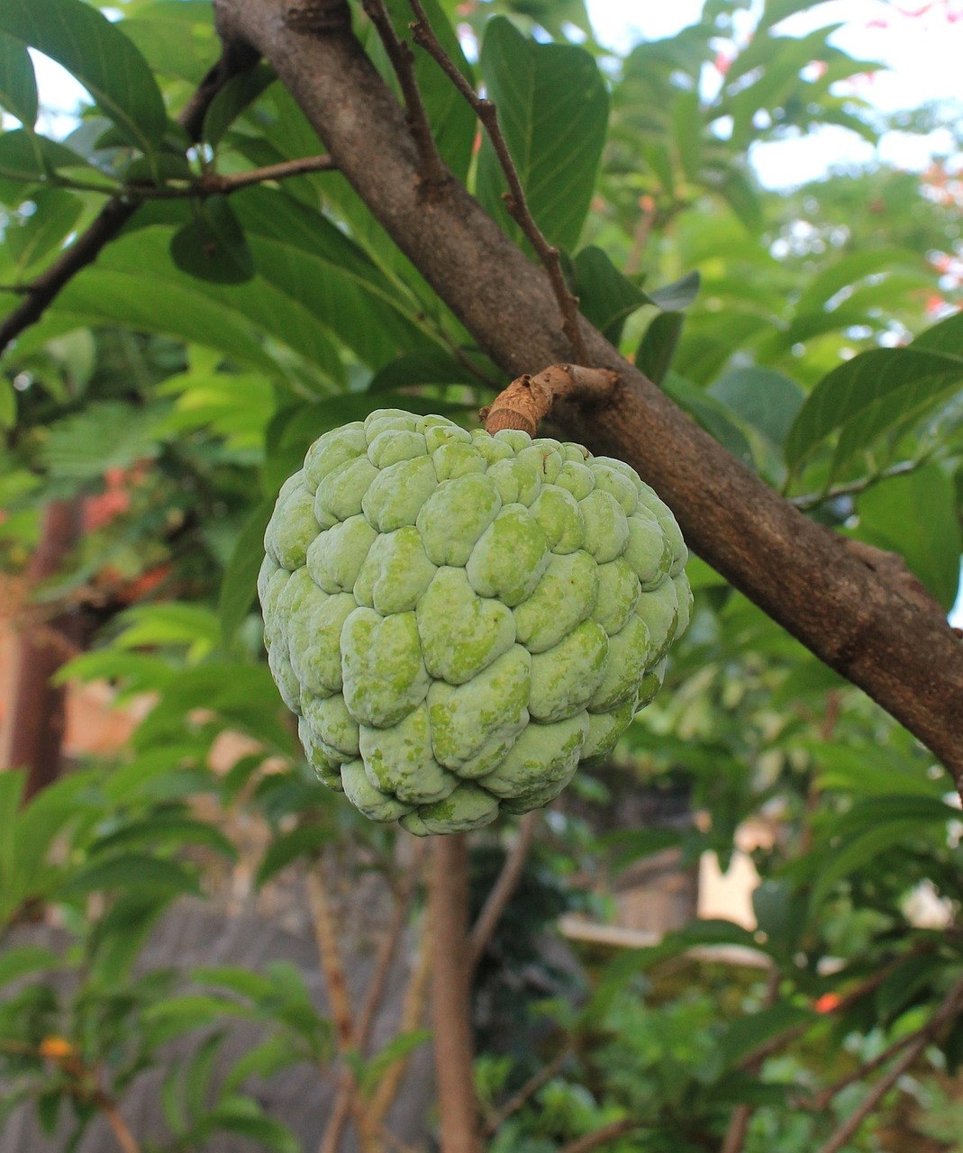 Cherimoya: The Custard Apple (image credits: pixabay)