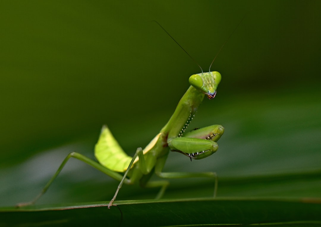 Insect Protein Goes Gourmet (image credits: unsplash)