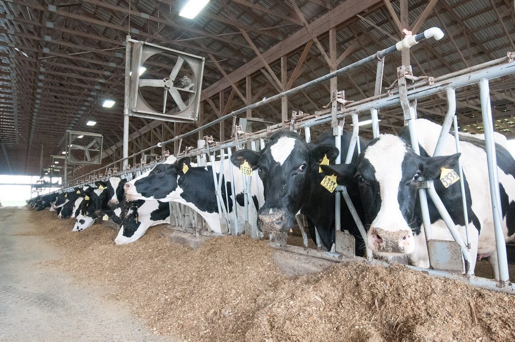 Skyrocketing Feed Costs Squeeze Profit Margins (Image Credits: Flickr)