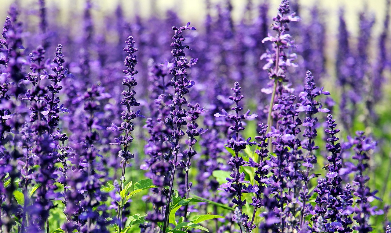 Lavender: A Floral Addition to Sweets (image credits: pixabay)