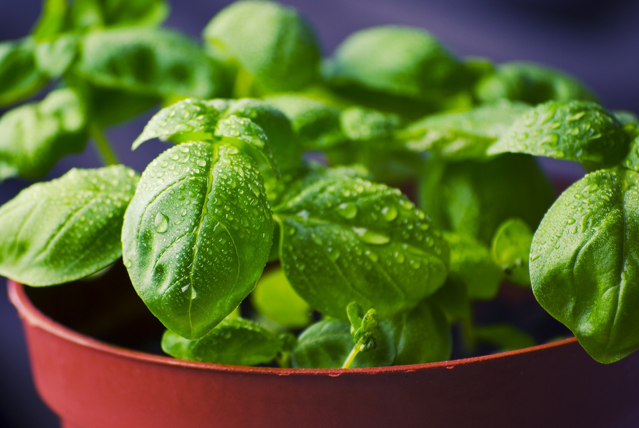 Basil – The Blackening Herb Tragedy (image credits: pixabay)