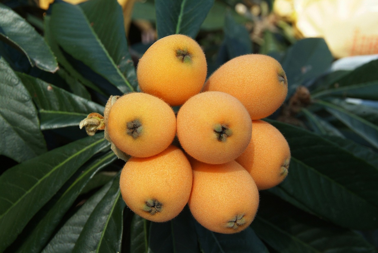 Loquat: The Sweet and Tangy Treat (image credits: pixabay)