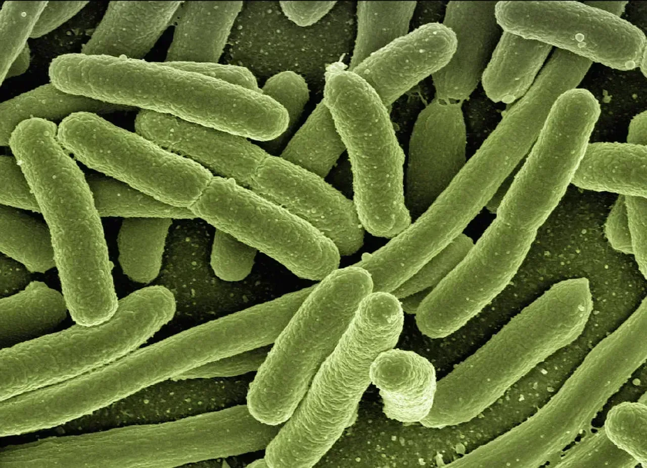 3. A Surge in Salmonella, Listeria, and E. Coli Recalls (Image Credits: Pixabay)