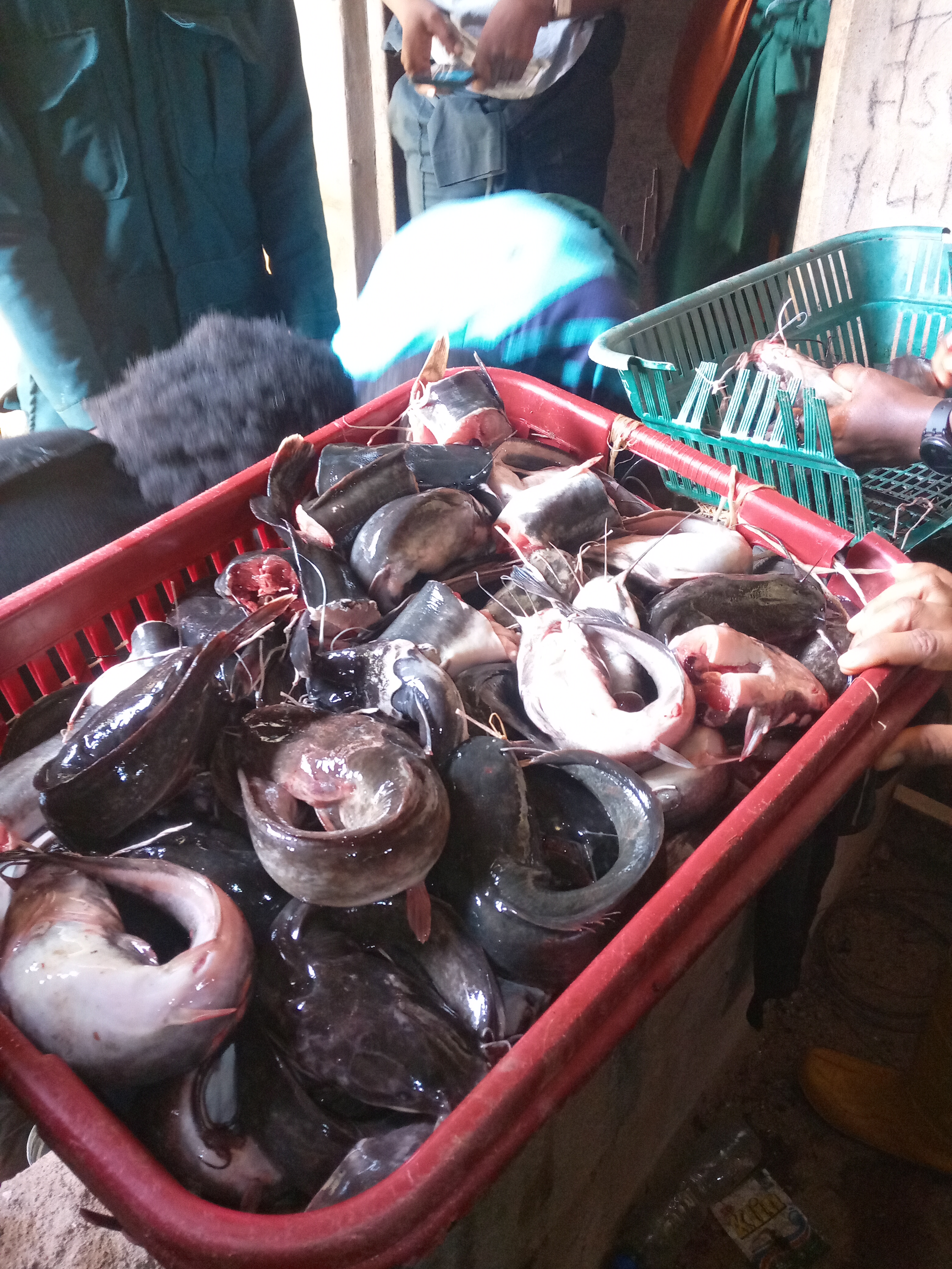 Fatty Fish: Omega-3 Powerhouses (image credits: wikimedia)