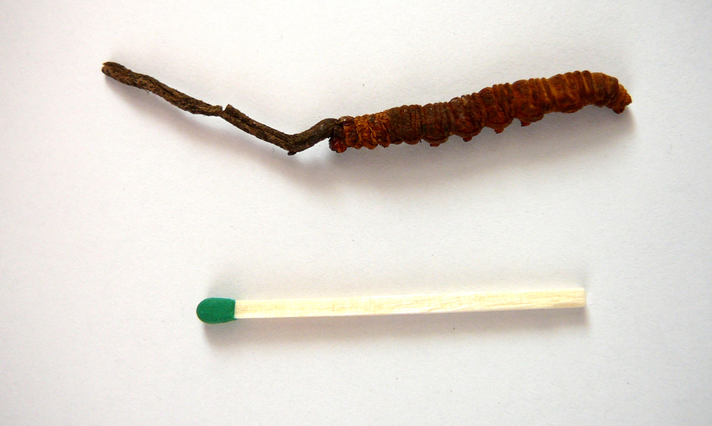 Cordyceps Sinensis - The $50,000 Caterpillar Fungus (image credits: wikimedia)