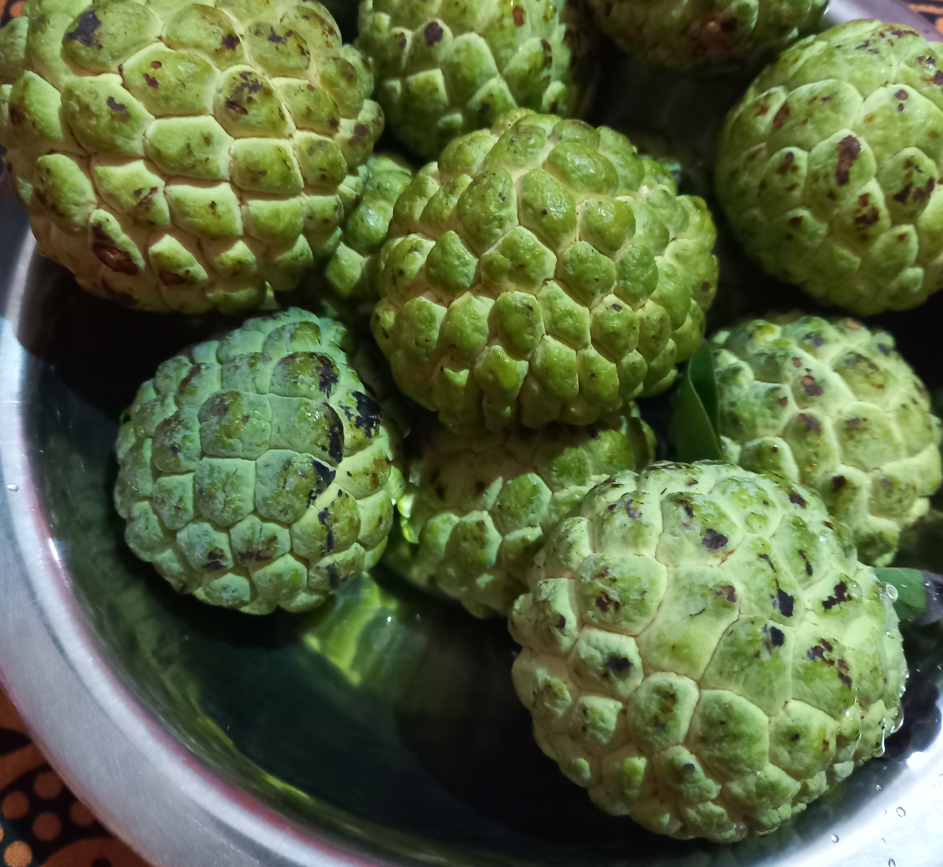 Cherimoya: The Custard Apple Fantasy (image credits: wikimedia)