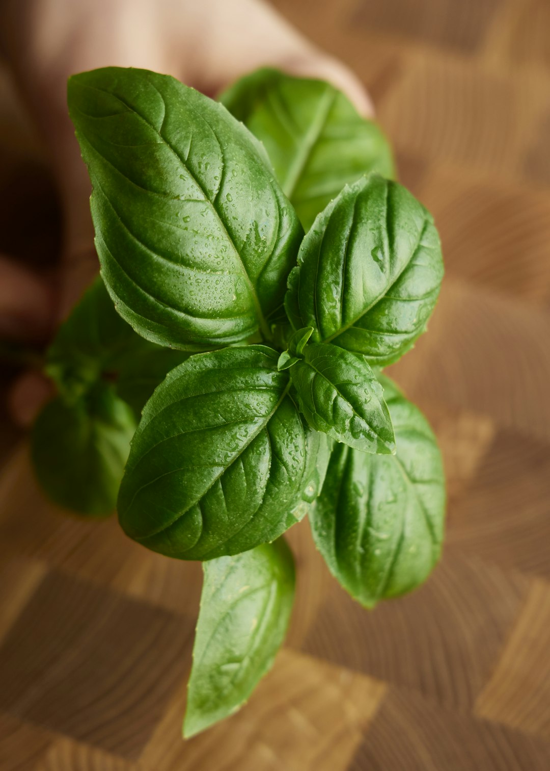 Basil: A Culinary Staple Faces New Challenges (image credits: unsplash)
