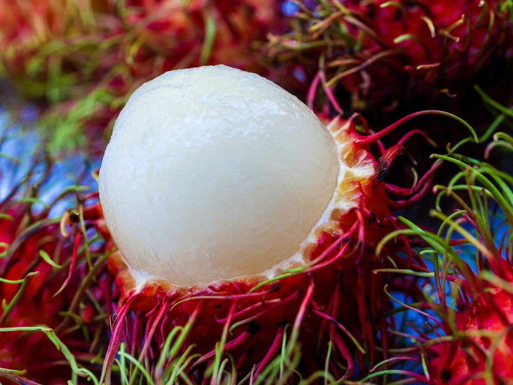 Rambutan - The Hairy Lychee (image credits: rawpixel)