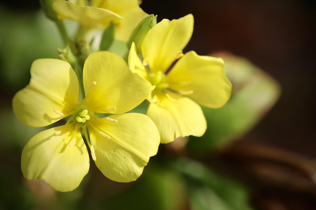 Evening Primrose Oil - The Dry Eye Fighter (image credits: pixabay)
