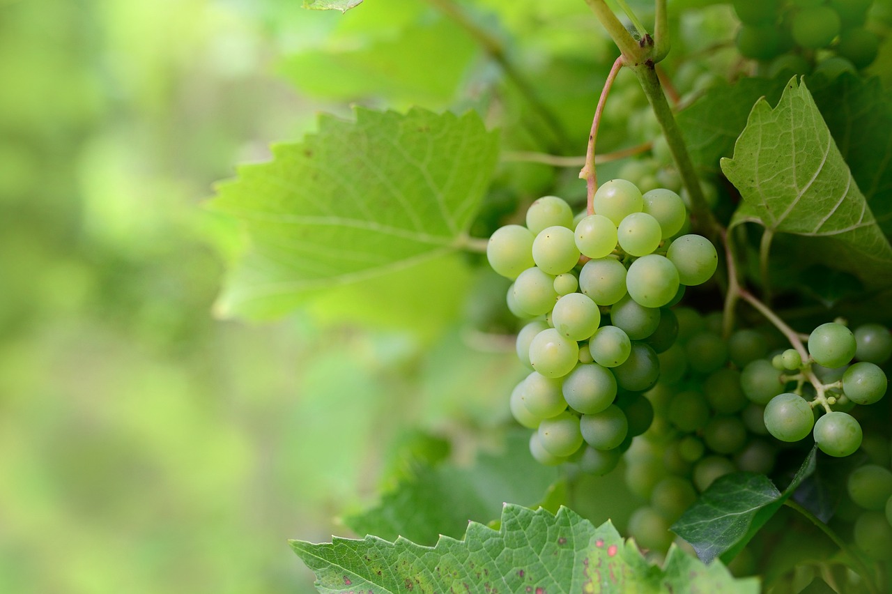 Who Can Benefit Most from These Fruits? (image credits: pixabay)