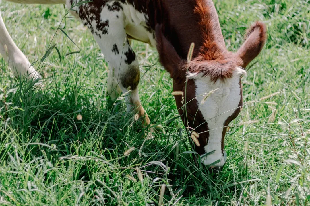 Label #3: "Grass-Fed" - Promising, but Not as Regulated as You'd Hope (Image Credits: Unsplash)