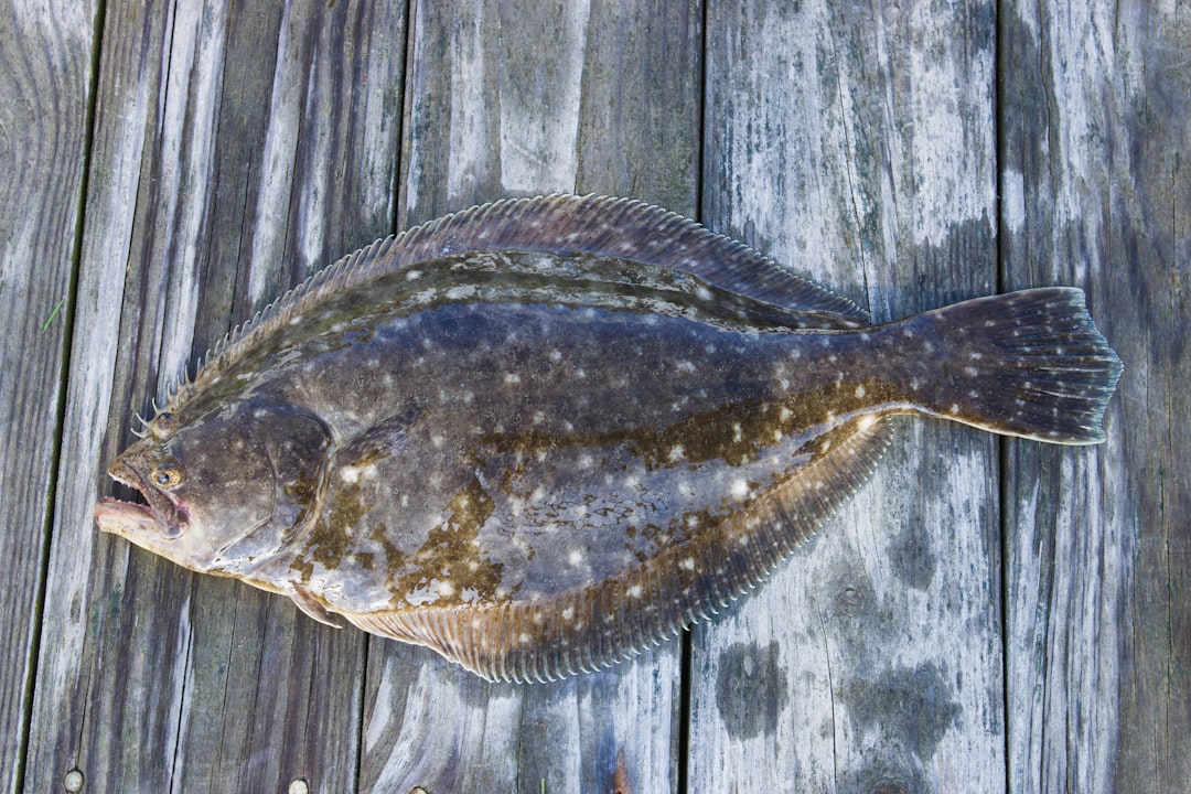 Flounder: The Lean Protein Source (image credits: unsplash)