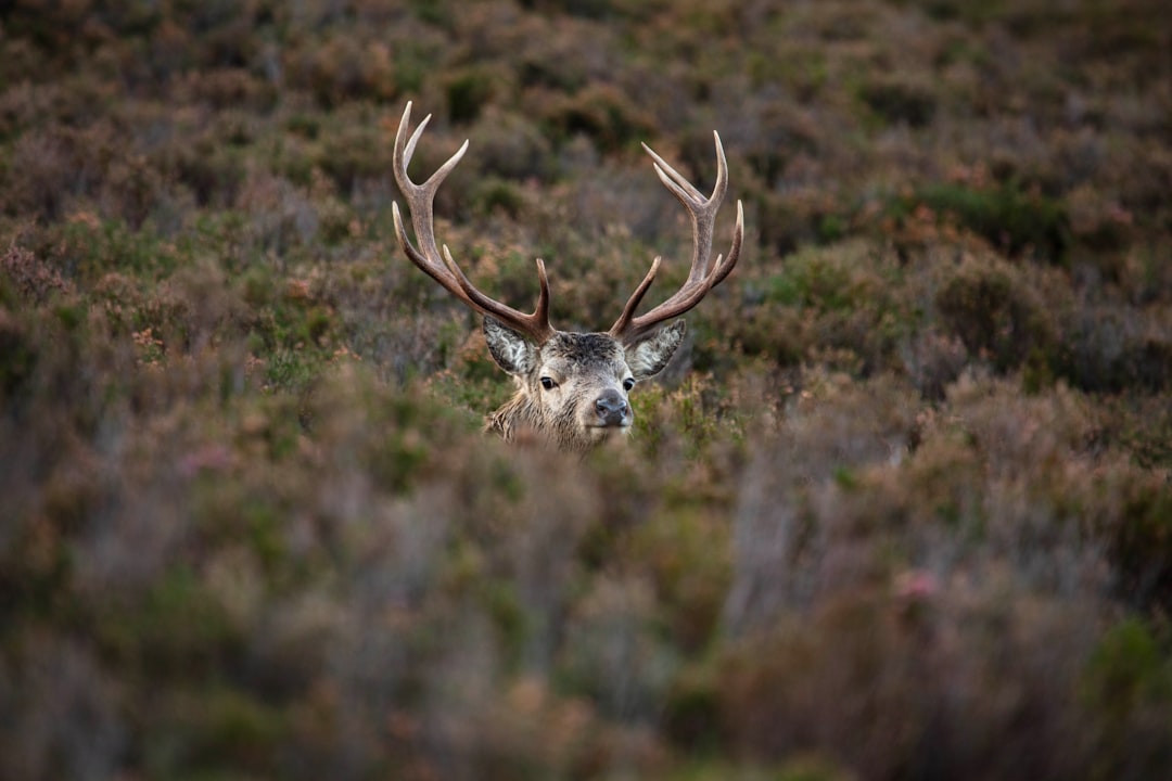 Venison: A Generous Gift (image credits: unsplash)