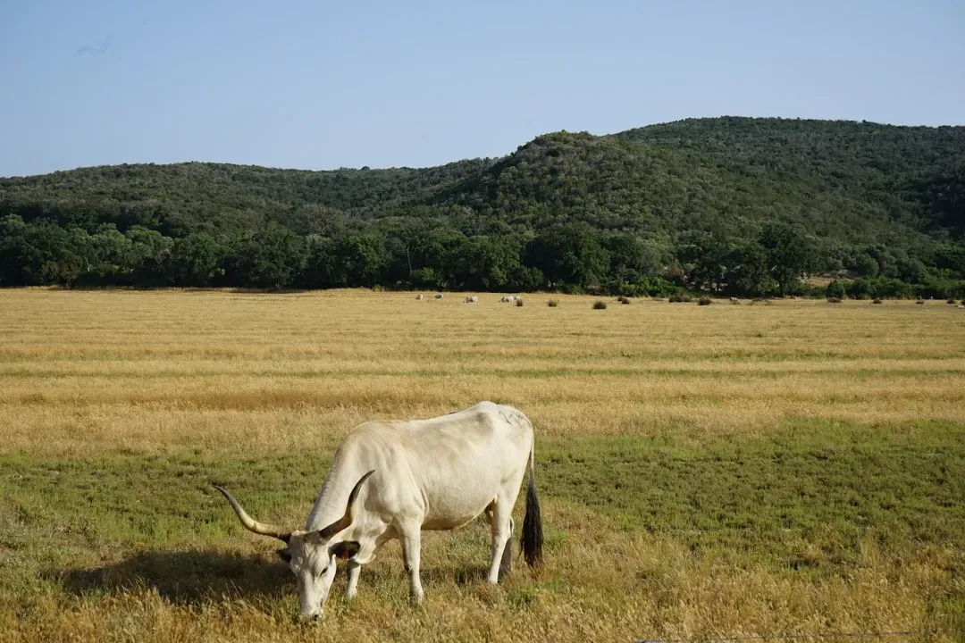 The Nutritional Advantage of Grass-Fed, Grass-Finished Cattle (Image Credits: Unsplash)