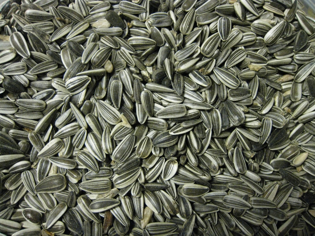 Sunflower Seeds: Tiny Seeds, Big Benefits (image credits: rawpixel)