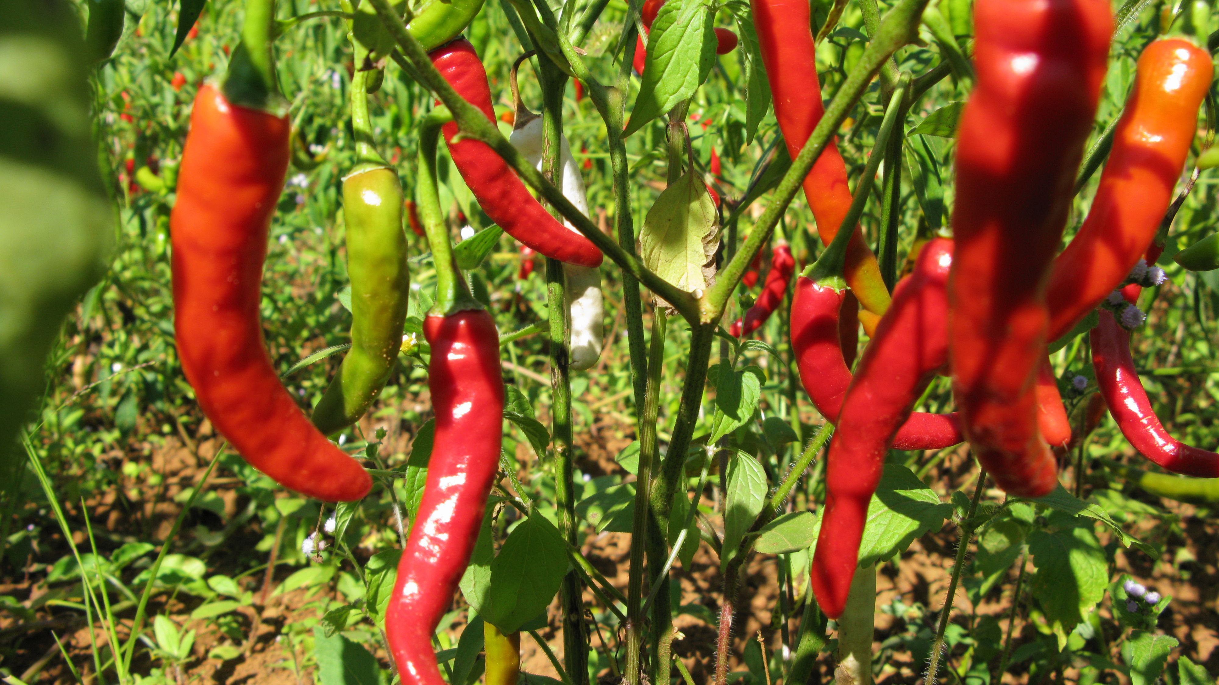 The Rise of American-Grown Spices (image credits: wikimedia)