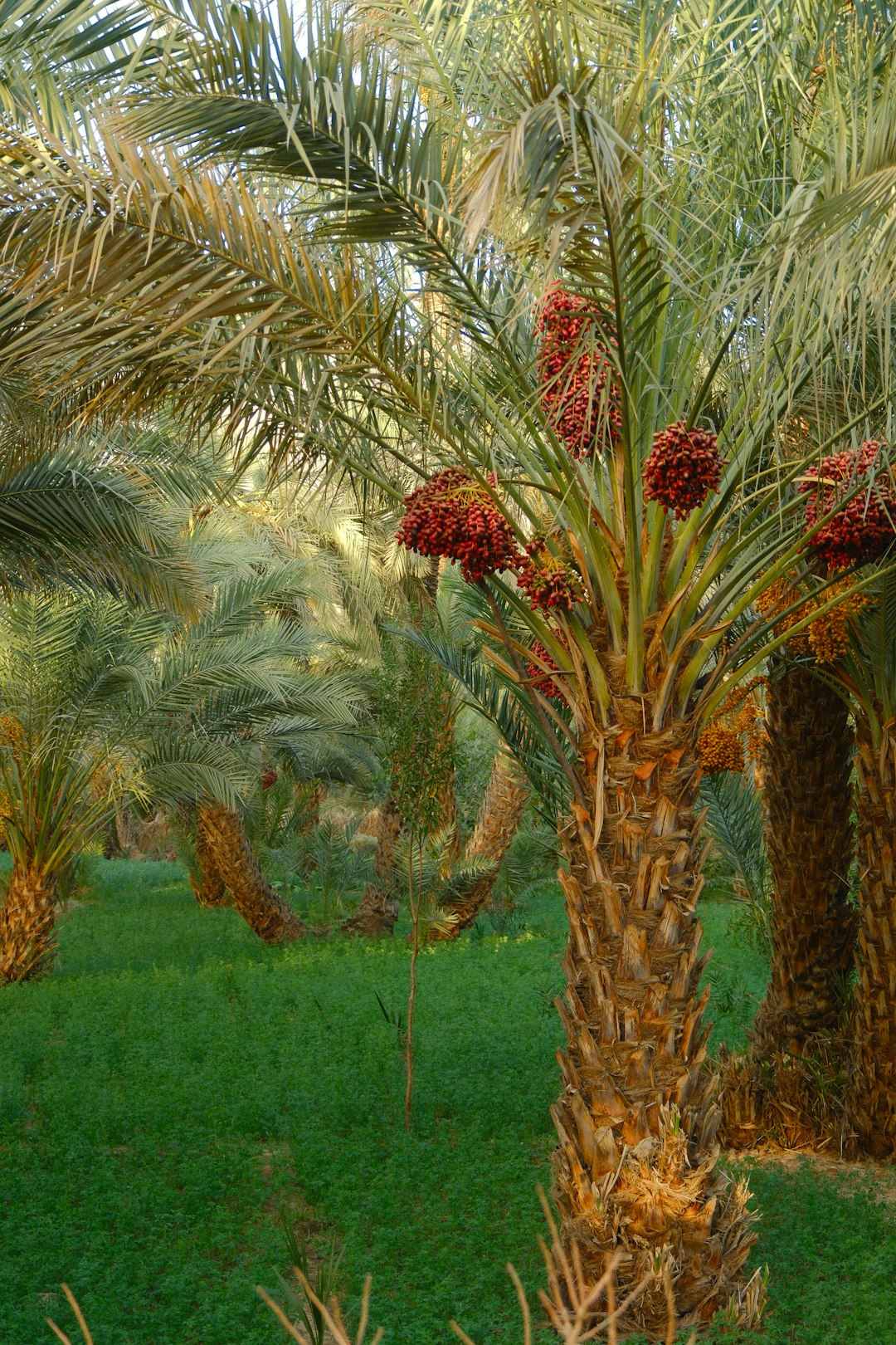 Coachella Valley Date Preparations (Image Credits: Unsplash)