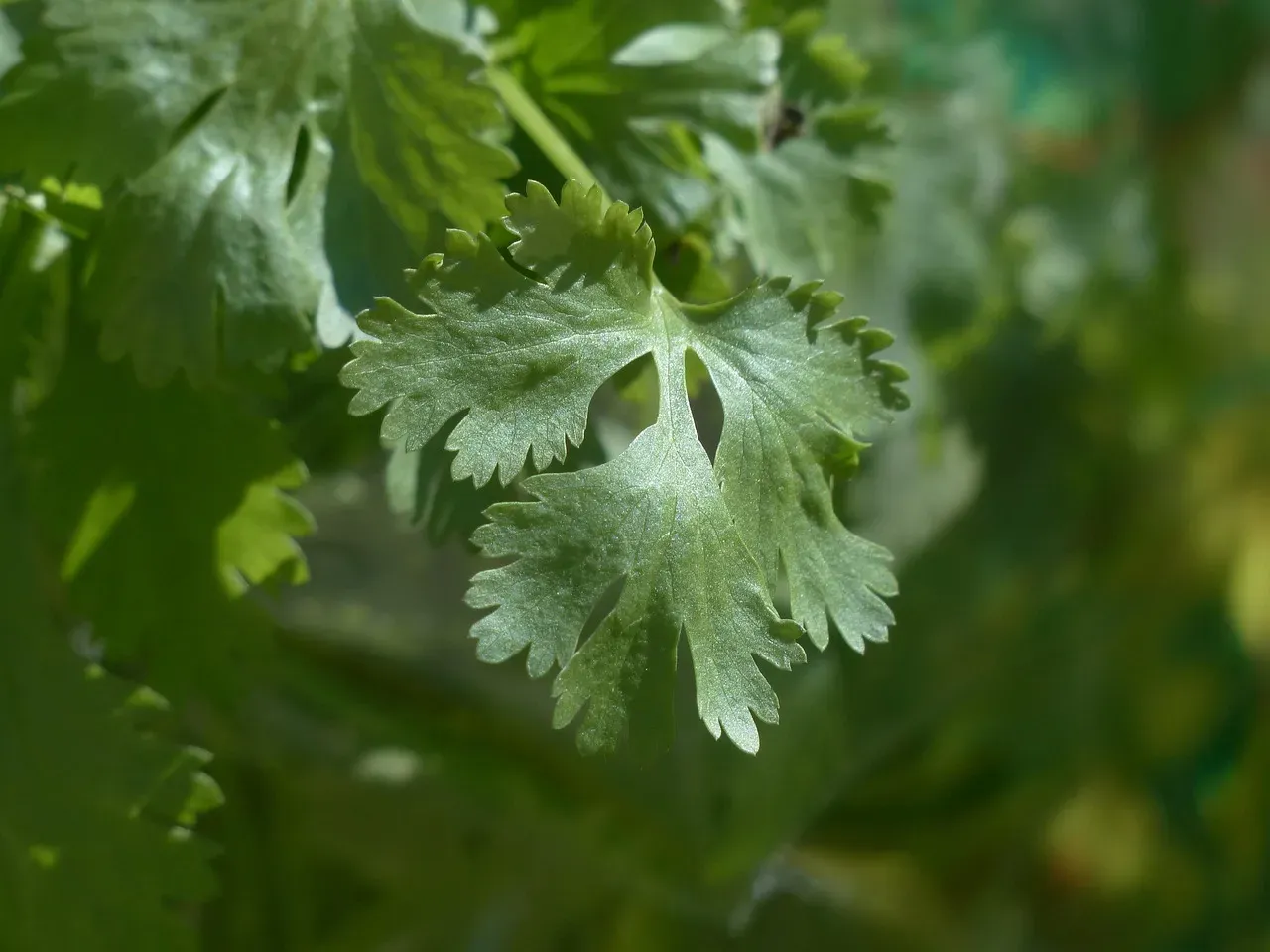 3. Coriander (Dhania): The Citrusy Bridge Between Bold and Subtle (Image Credits: Pixabay)