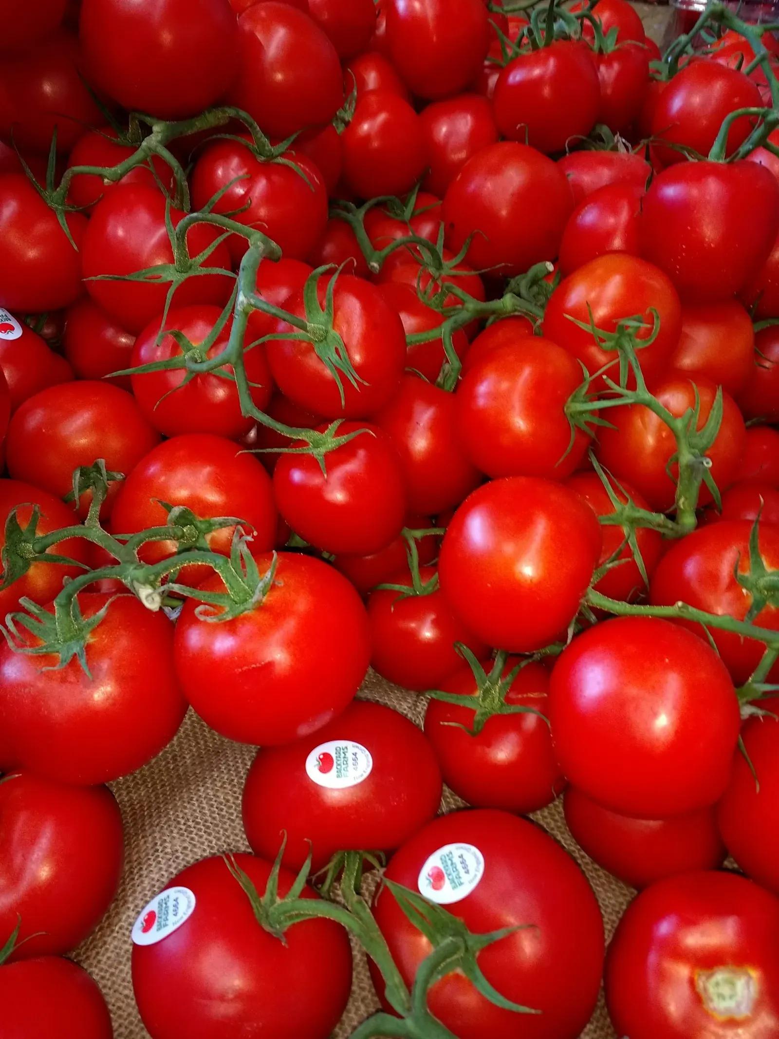 Tomatoes: The Watery Imposters (Image Credits: Wikimedia)