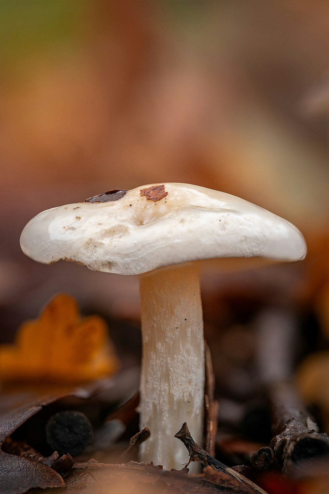 Organic Mushrooms: The Slippery Slope to Slime (image credits: unsplash)