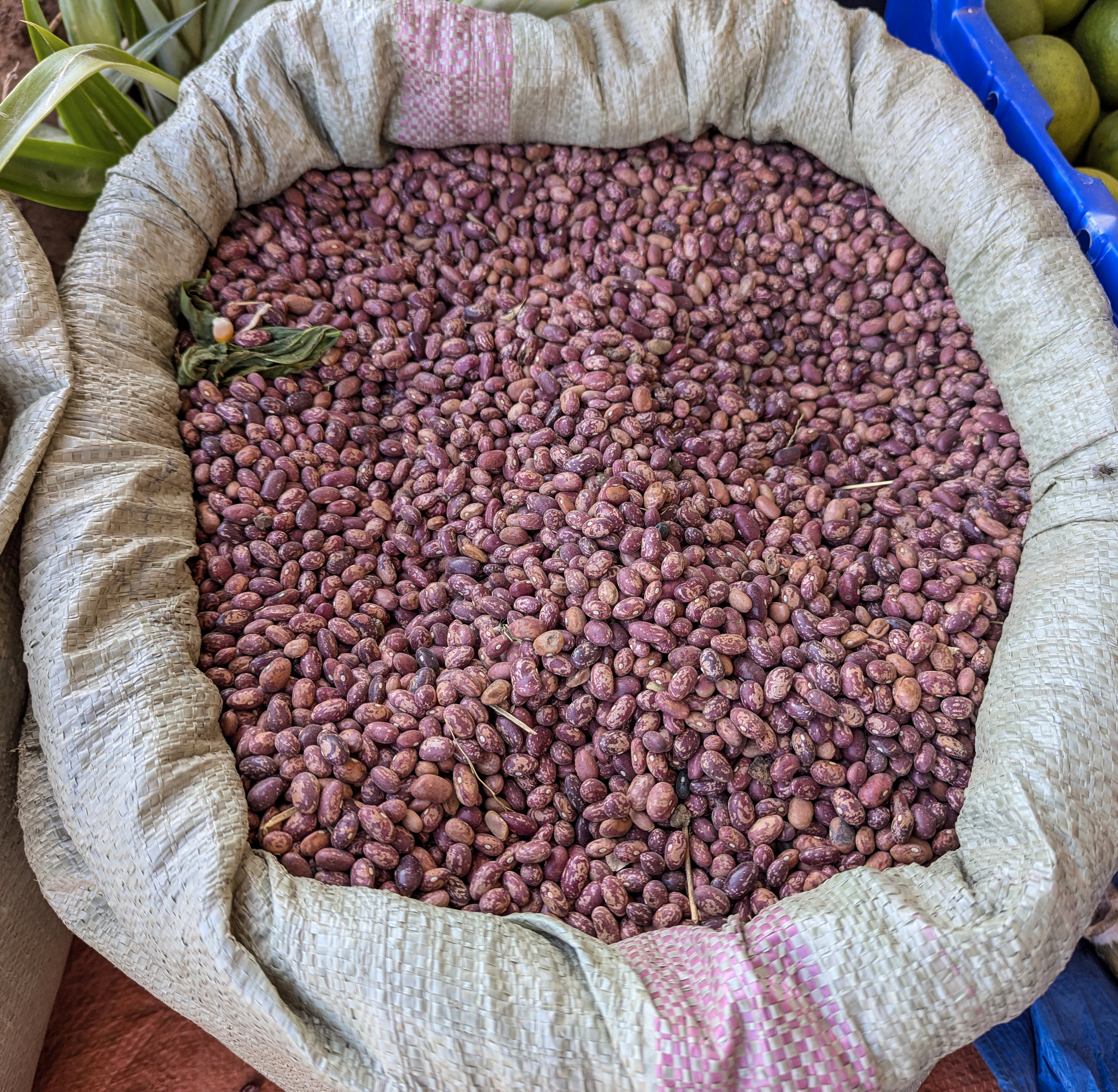 Dried Beans: Nutritional Powerhouses (image credits: wikimedia)