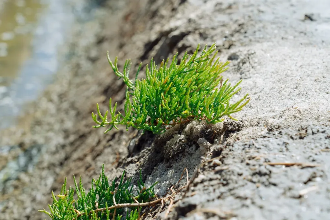 Sea Beans: The Salty Coastal Green (Image Credits: Unsplash)