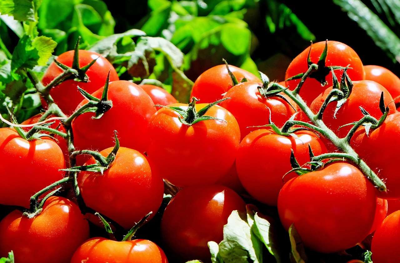 Tomatoes: Salad Bowls and Sauces in Peril (image credits: pixabay)