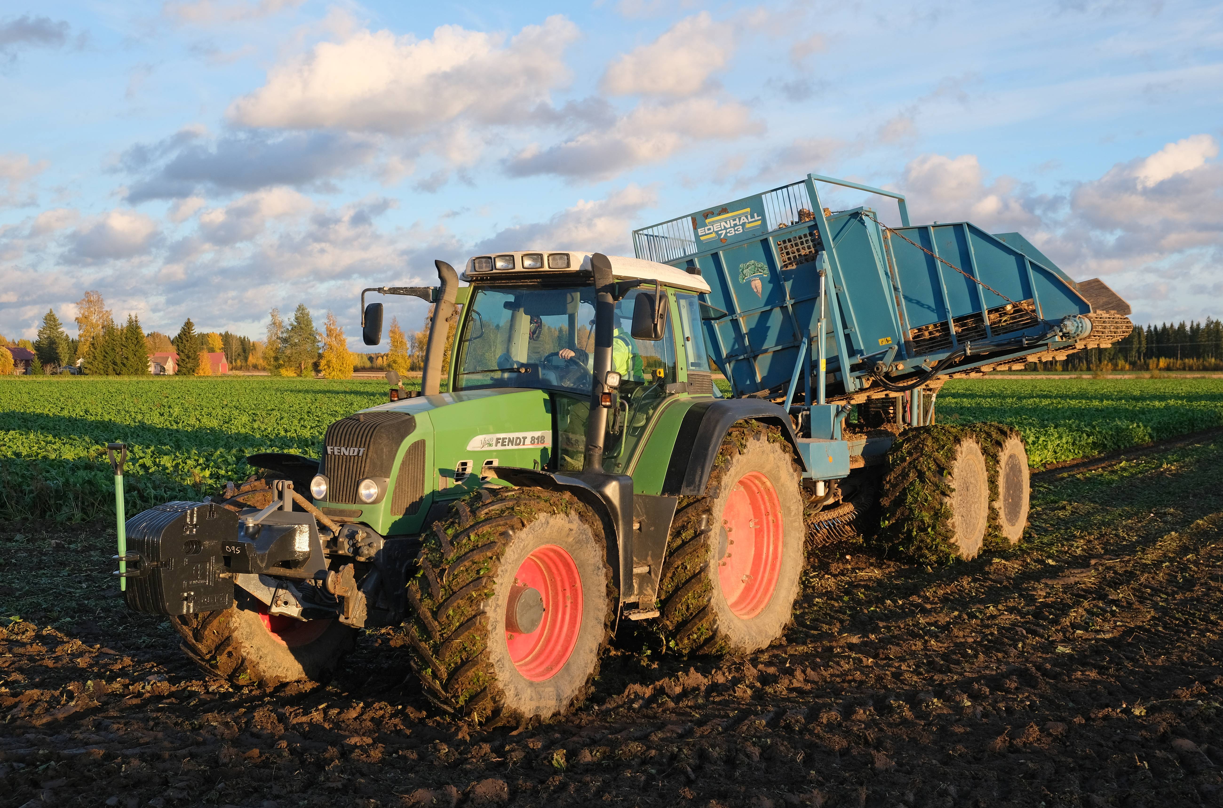 Beets: The Sugar Bomb (image credits: wikimedia)