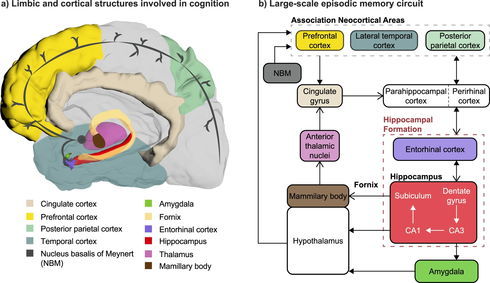 “Brain Fog” and Memory Problems (image credits: wikimedia)