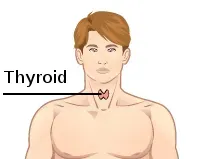 Metabolic Slowdown and Thyroid Dysfunction (Image Credits: Wikimedia)