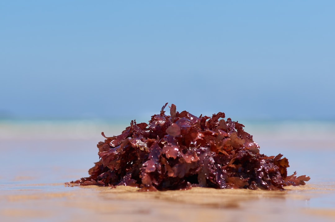 Seaweed: The Fiber of the Future (image credits: unsplash)