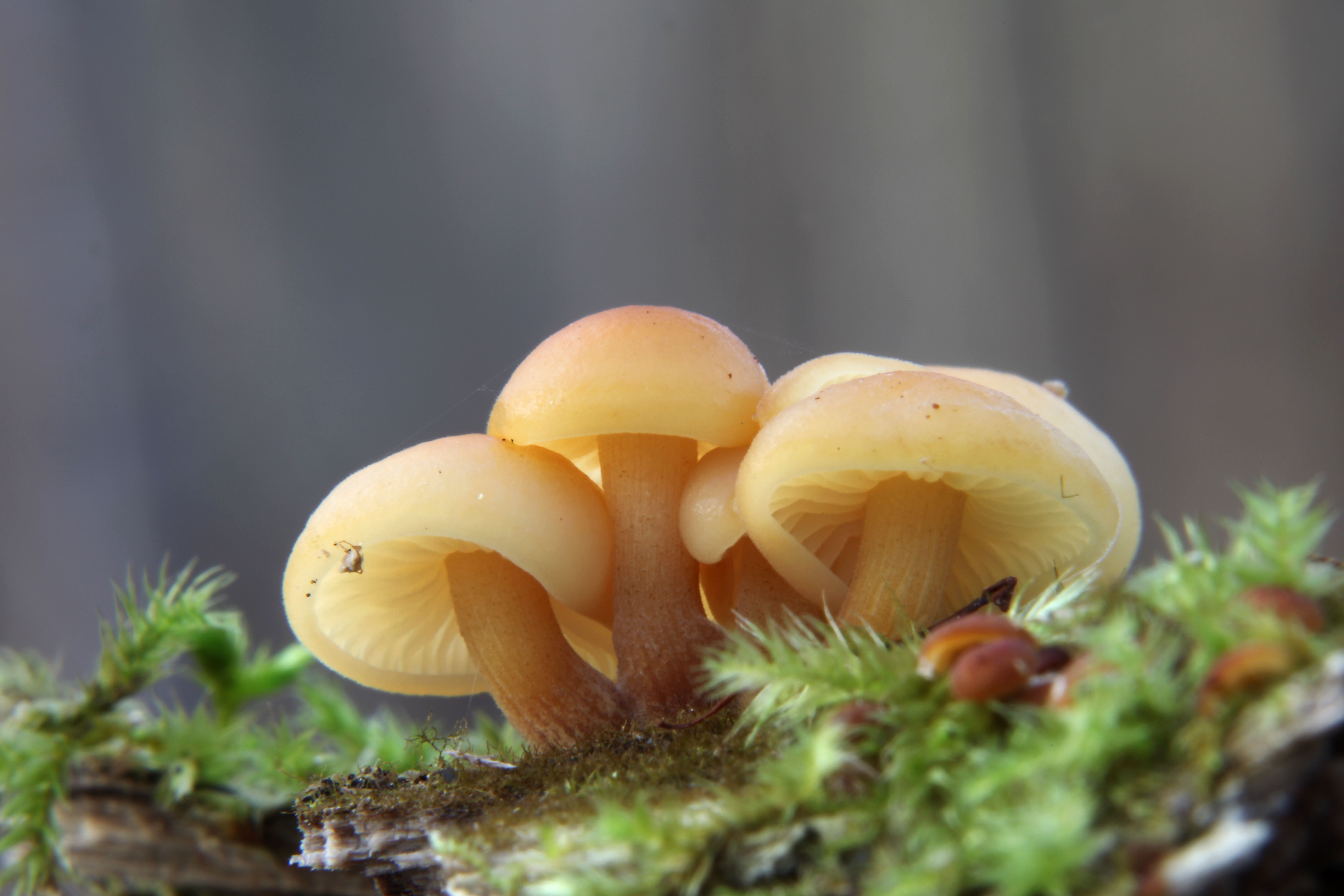 9. Mushrooms: The Immune Boosters (image credits: wikimedia)