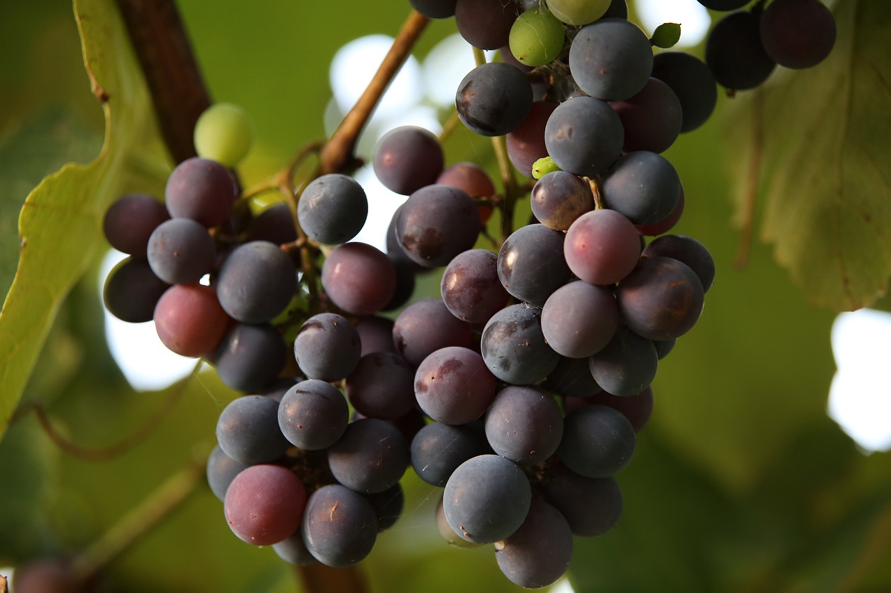 Grapes: Tiny, Sweet, and Easy to Overeat (image credits: pixabay)
