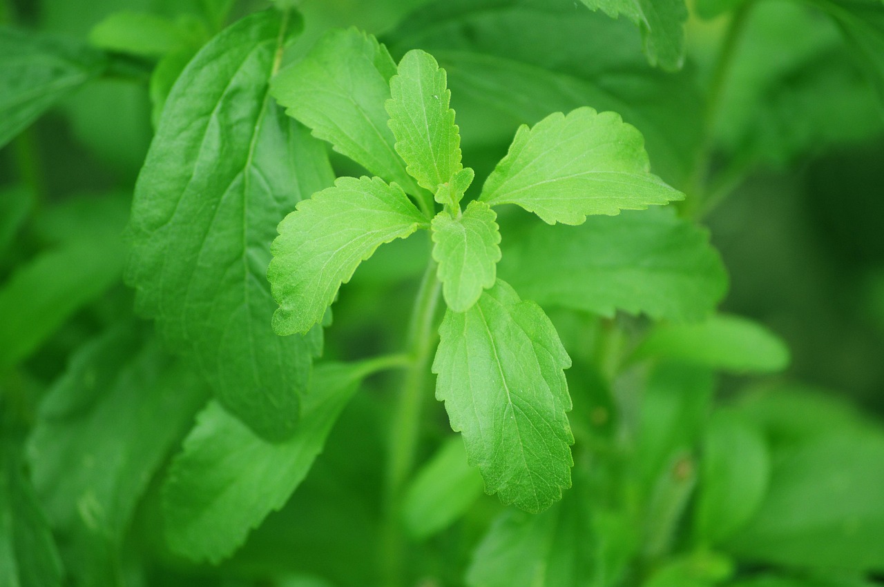 Stevia (image credits: pixabay)