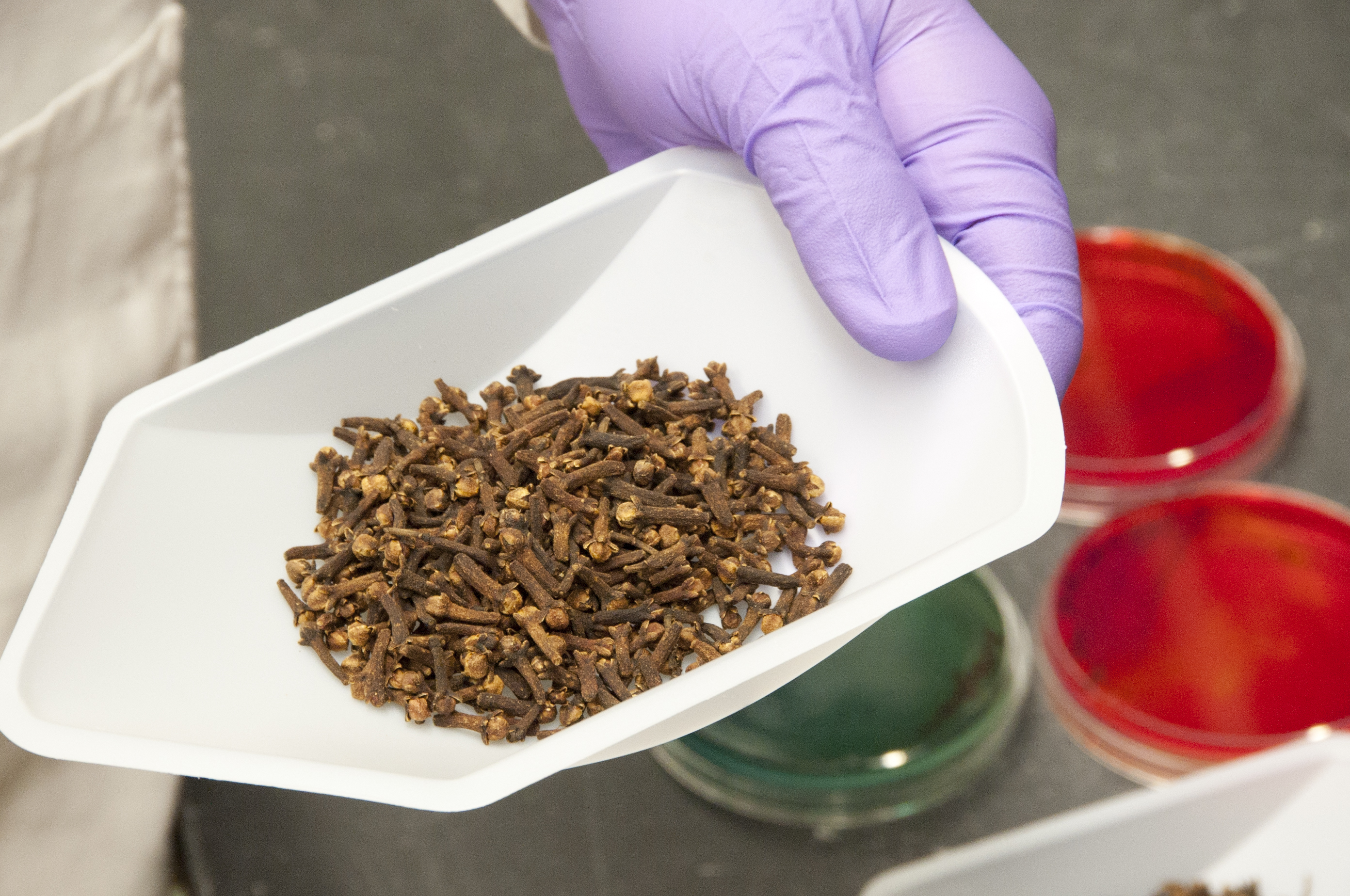 Nutritional Benefits of Clove (image credits: wikimedia)