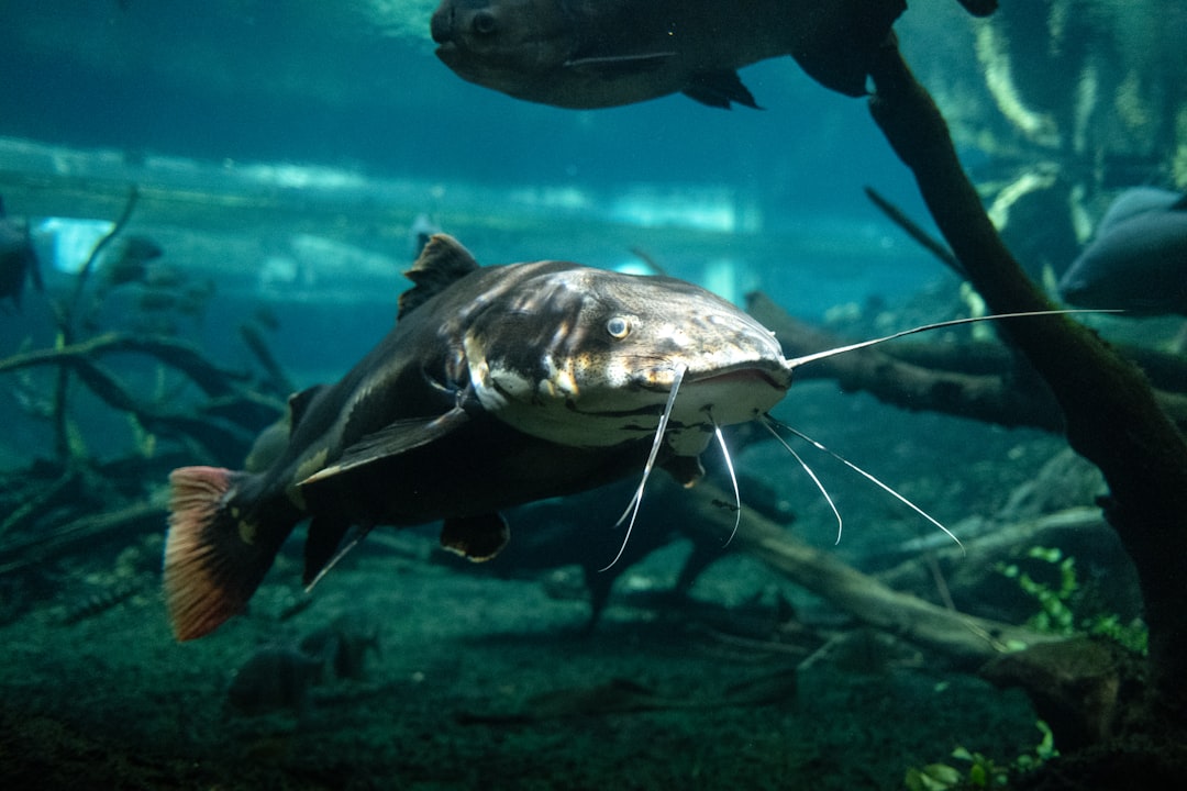 Farmed Catfish: The Basic Entry Point (image credits: unsplash)
