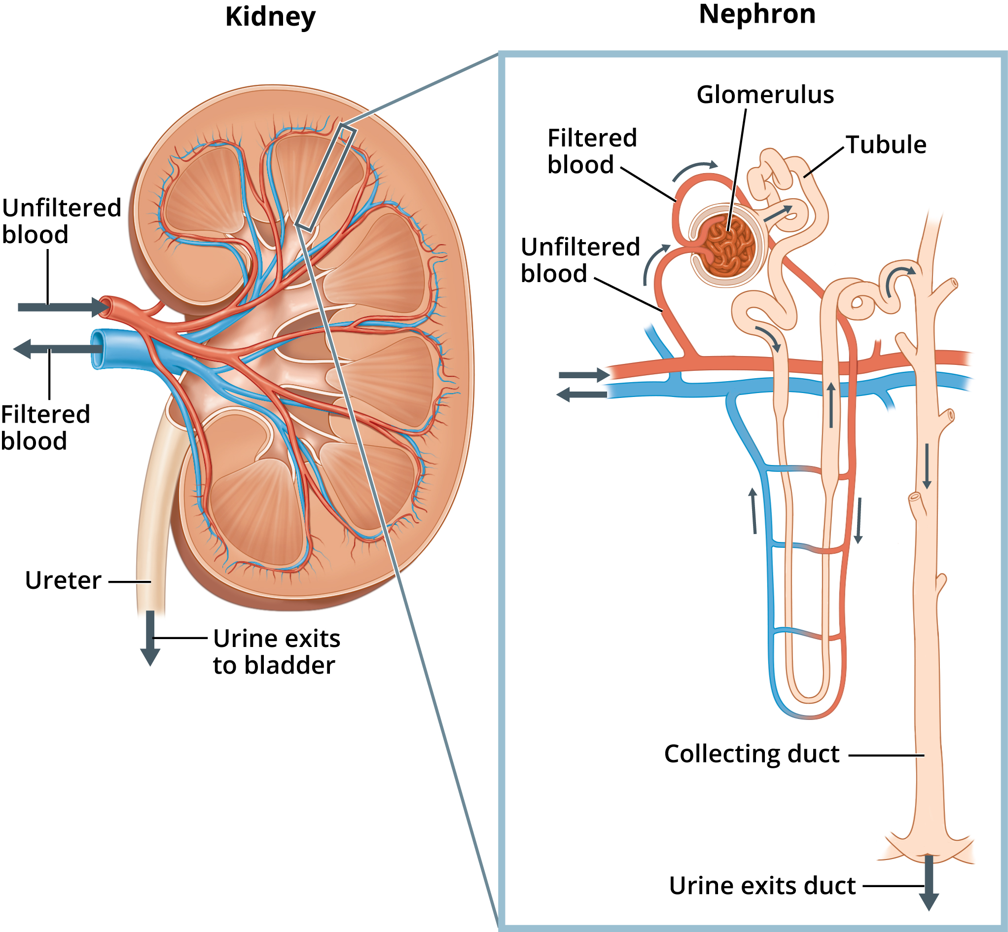 6. Kidney Health and Protein Intake (image credits: wikimedia)