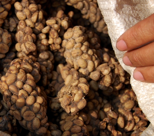 Kopi Luwak Coffee - The World's Most Unusual Brew (image credits: wikimedia)