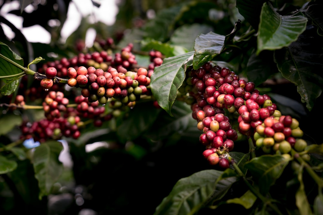 Organic Coffee and Ethical Shortcomings (image credits: unsplash)