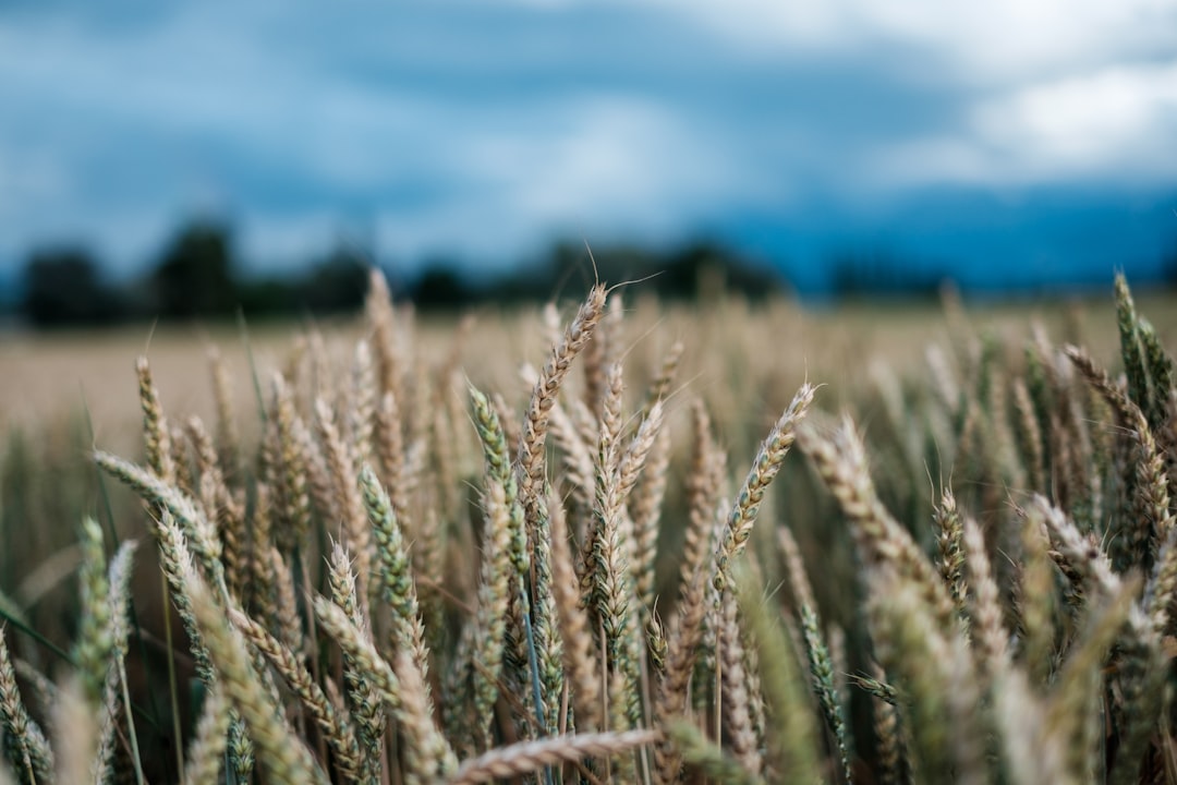 Some Countries Export Genetically Modified Foods to the U.S. (image credits: unsplash)