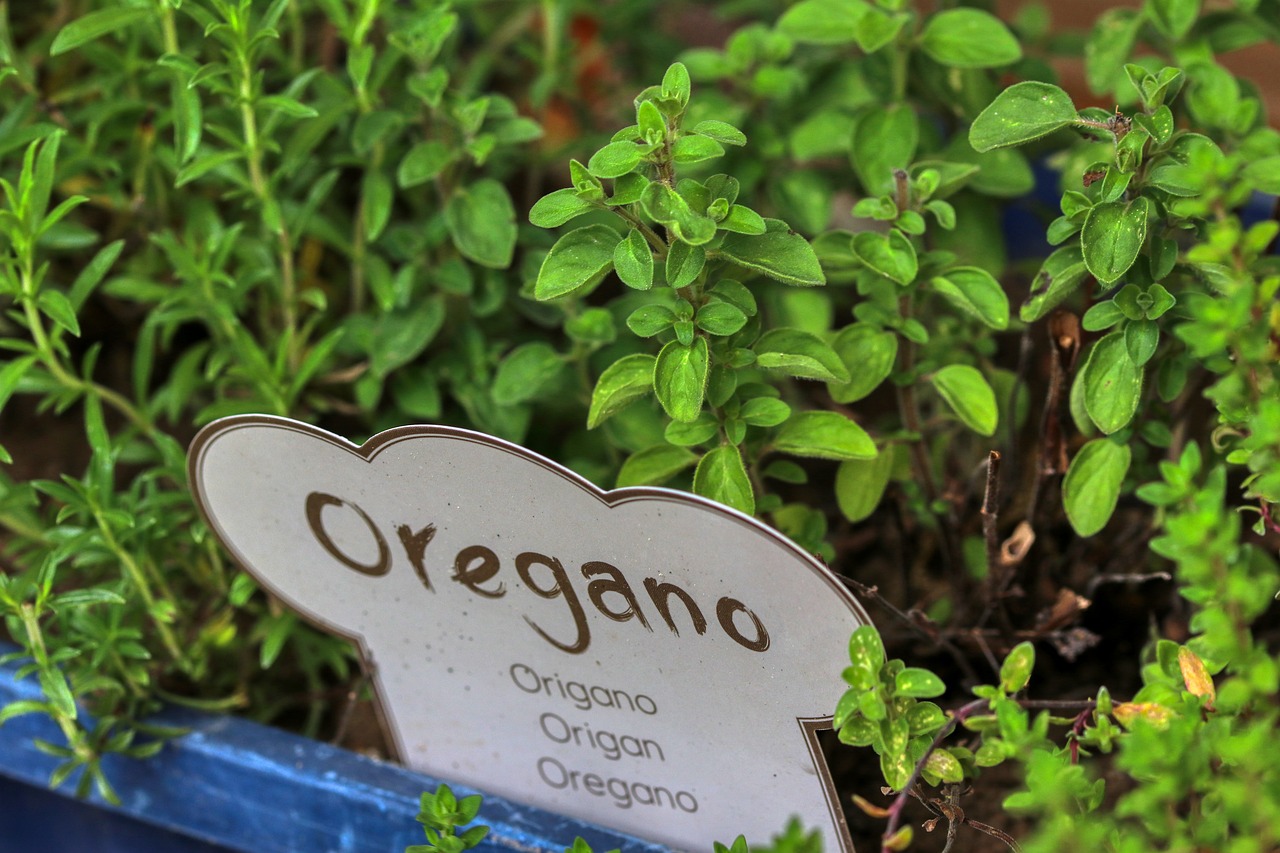 Oregano: Herb with Health Queries (image credits: pixabay)