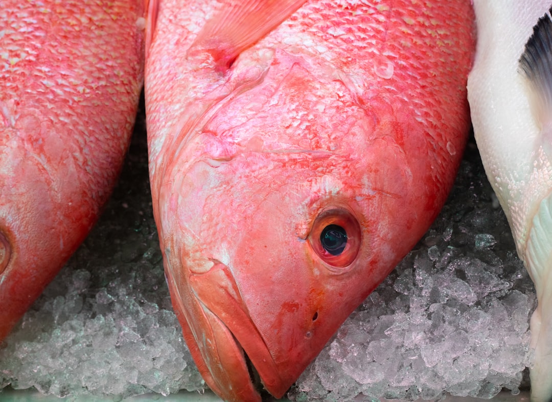 Japan’s Fugu Fish Restrictions (image credits: unsplash)